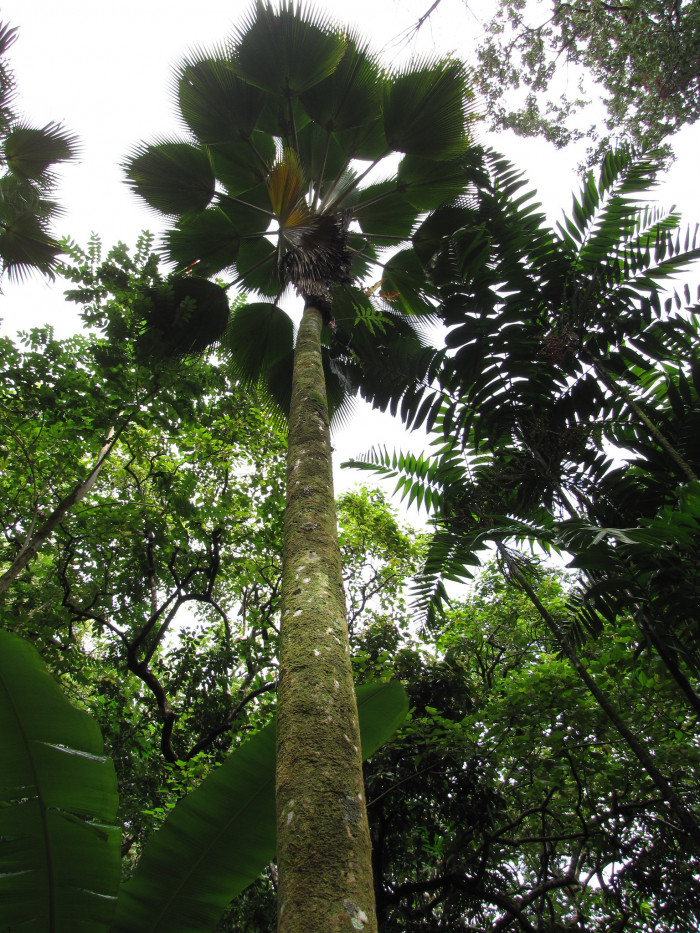 비제여야자 - Fiji fan palm, Pritchardia pacifica seem.& H. Wendl.