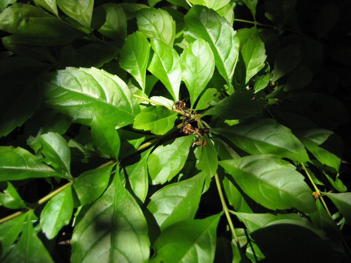 듀란타 - Duranta repens, Duranta erecta L
