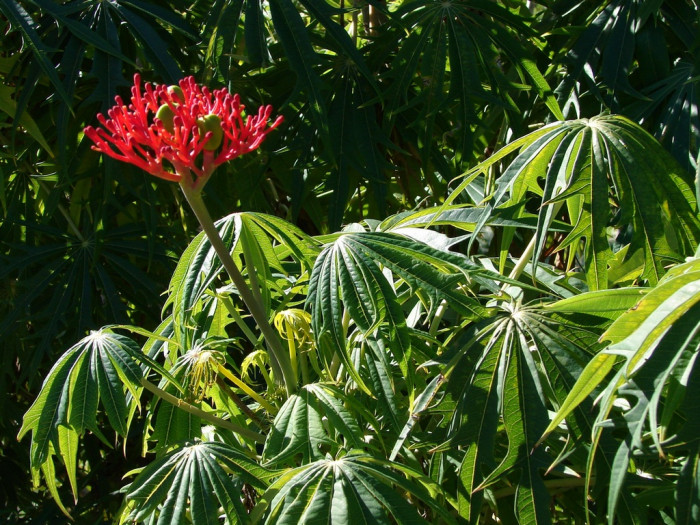 야트로파 물티피다 - Coral Plant, Jatropha multifida