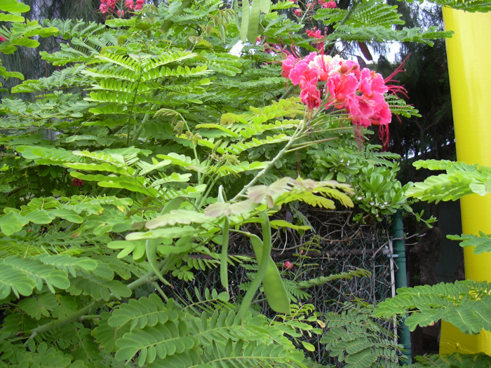 공작화 - Peacock Flower, Poinciana, Red Bird of Paradise,Dwarf Poinciana, Caesalpinia pulcherrima (L.) Sw