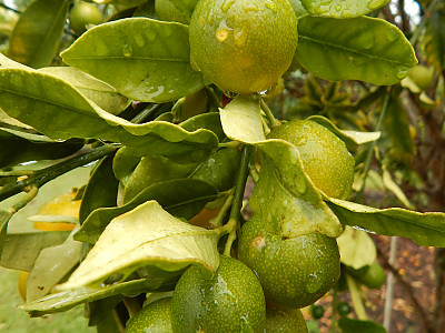 금귤 사진 - Fortunella japonica Photos