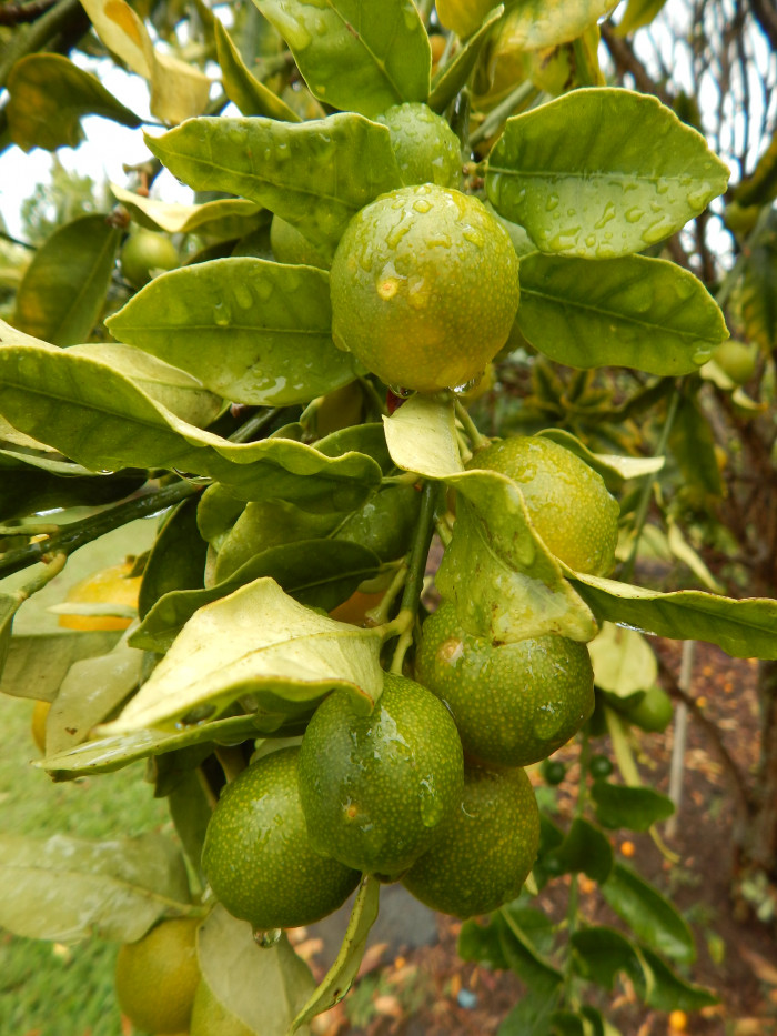 금귤 - Kumquat, Fortunella japonica