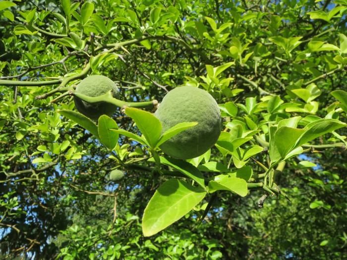 탱자나무 - trifoliate orange, Poncirus trifoliata, Cirus trifoliata Raf.