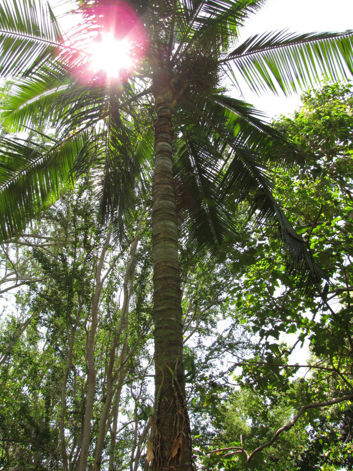 테티베어 야자 - Teddy Bear Palm, Red-stemmed triangular palm, Redneck palm, Dypsis leptocheilos