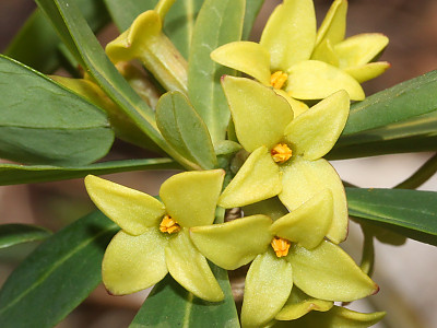 두메닥나무 사진 - Daphne pseudo mezereum var. koreana (Nakai) Hamaya Photos