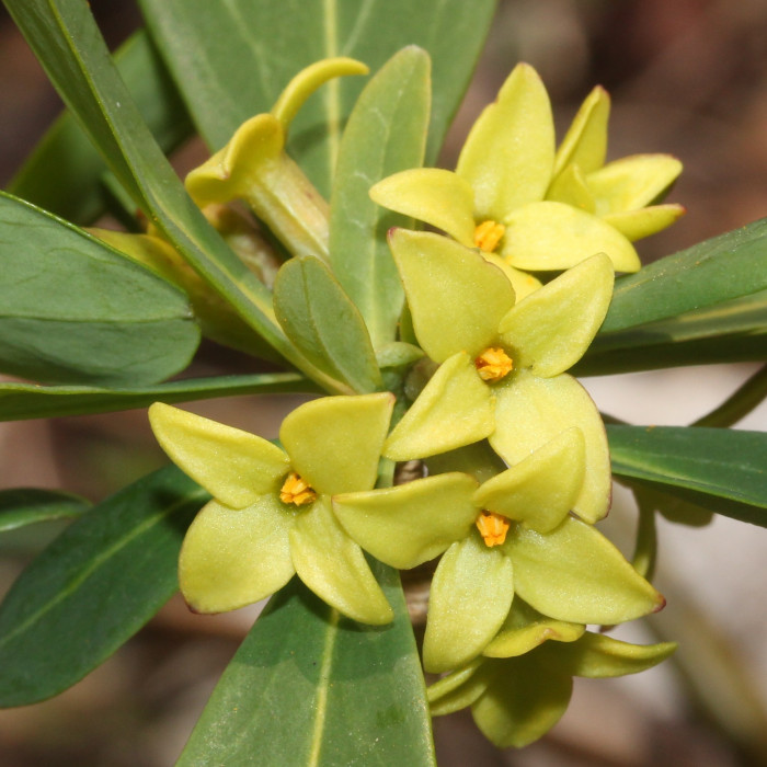 두메닥나무 - Daphne pseudo mezereum var. koreana (Nakai) Hamaya