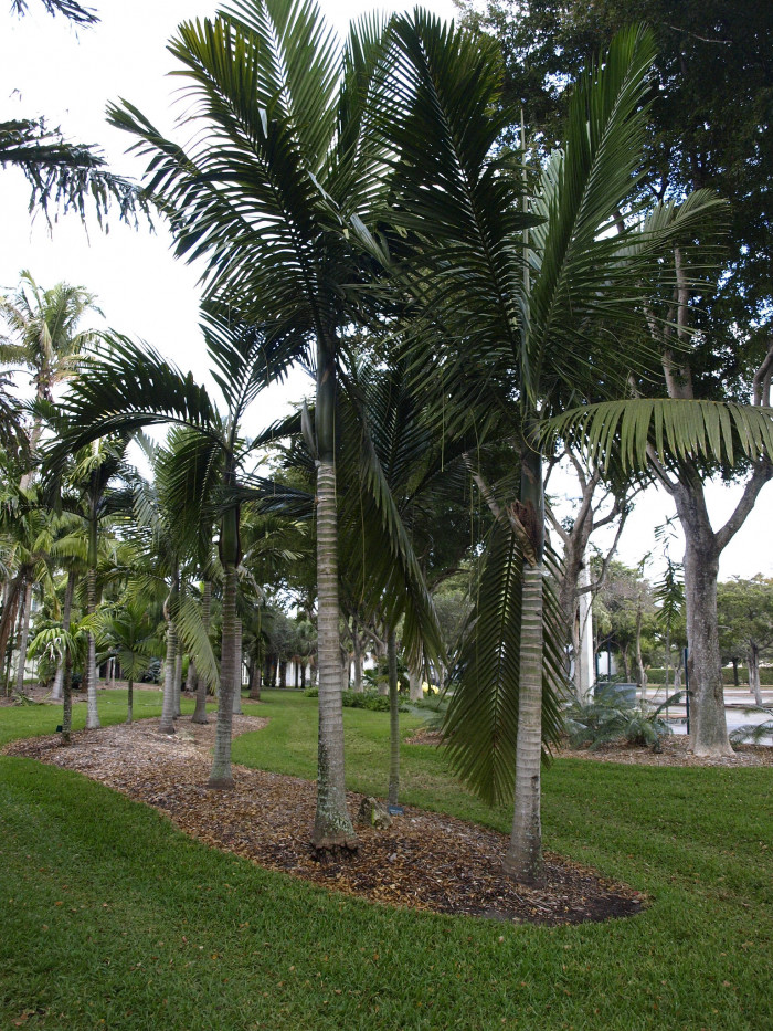 틴데아 야자 - Tindea palm, Kentiopsis oliviformis