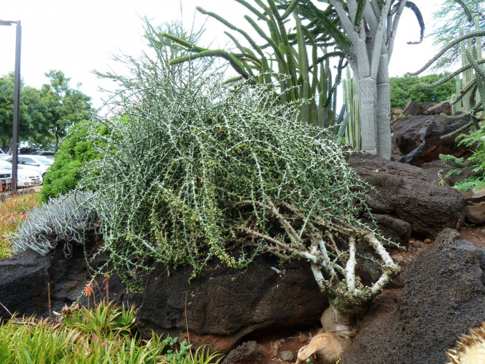 아데니아 글로보사 - Adenia globosa