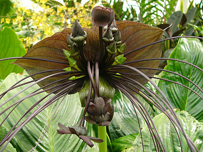 박쥐꽃 사진 - Tacca integrifolia Photos