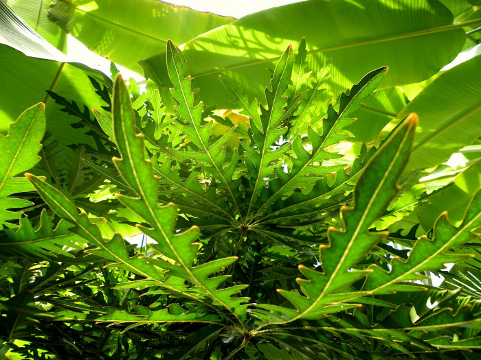 아랄리아 - False Aralia, Plerandra elegantissima