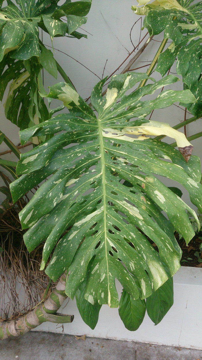 몬스테라 알보 - Monstera Deliciosa var Borsigiana Albo Variegata