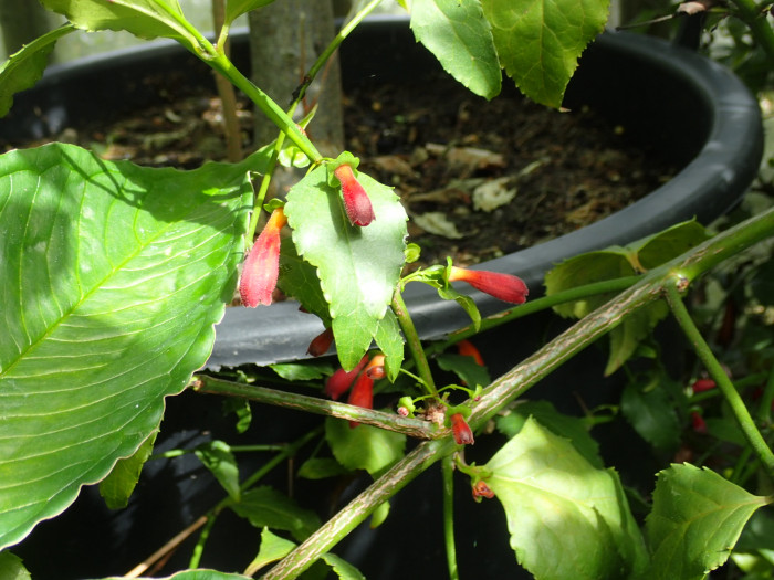할레리아 루시다 - Tree fuchsia, UmBinza, Notsung, Halleria lucida L.