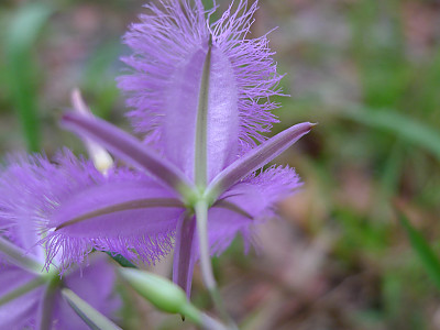 보라술나리 사진 - Thysanotus tuberosus Photos