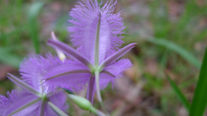 보라술나리 - Fringed Lily, Thysanotus tuberosus