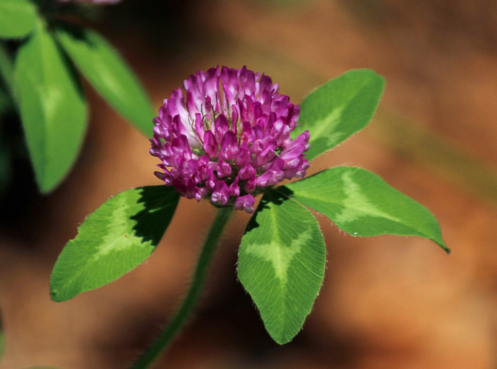 붉은토끼풀 - Trifolium pratense L.