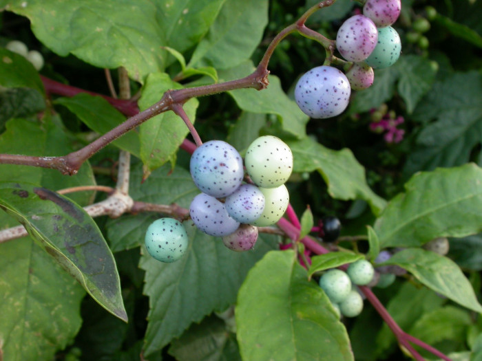 개머루 - Ampelopsis brevipedunculata (Maxim.) Trautv.