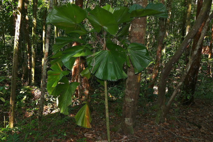파라솔야자 - Parasol Palm, Licuala orbicularis