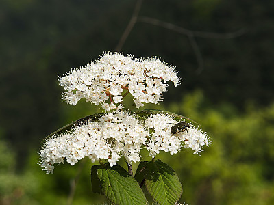개덜꿩나무 사진 - Viburnum erosum var. vegetum Nakai Photos