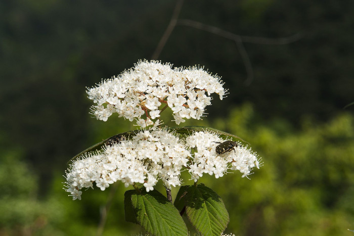 개덜꿩나무 - Viburnum erosum var. vegetum Nakai