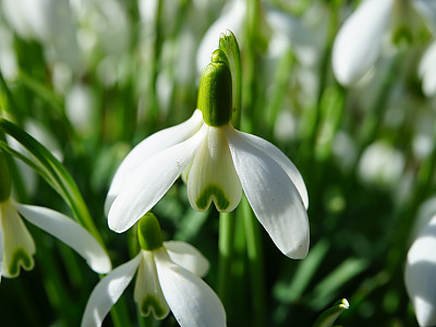 스노우드롭 사진 - Galanthus nivalis Photos