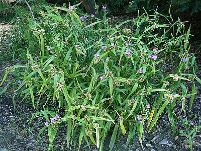 자주달개비 사진 - Tradescantia ohiensis Raf. Photos