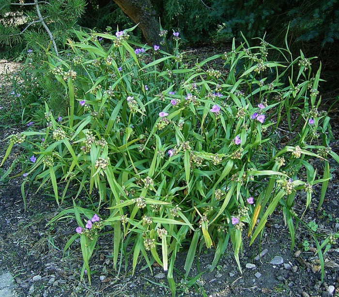자주달개비 - Tradescantia ohiensis Raf.