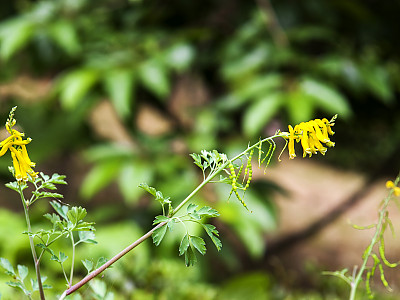 괴불주머니 사진 - Corydalis pallida (Thunb.) Pers. Photos