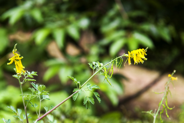 괴불주머니 - Corydalis pallida (Thunb.) Pers.