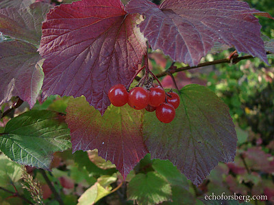 눈까치밥나무 사진 - Ribes triste Pall. Photos