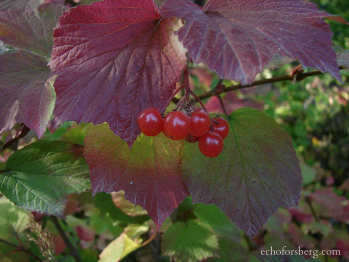 눈까치밥나무 - Ribes triste Pall.