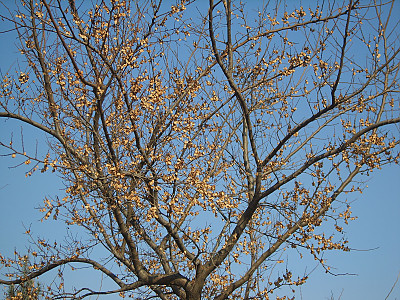 느릅나무 사진 - Ulmus davidiana var. japonica (Rehder) Nakai Photos