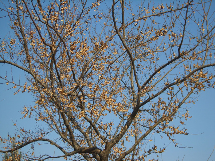 느릅나무 - Japanese Elm, Ulmus davidiana var. japonica (Rehder) Nakai