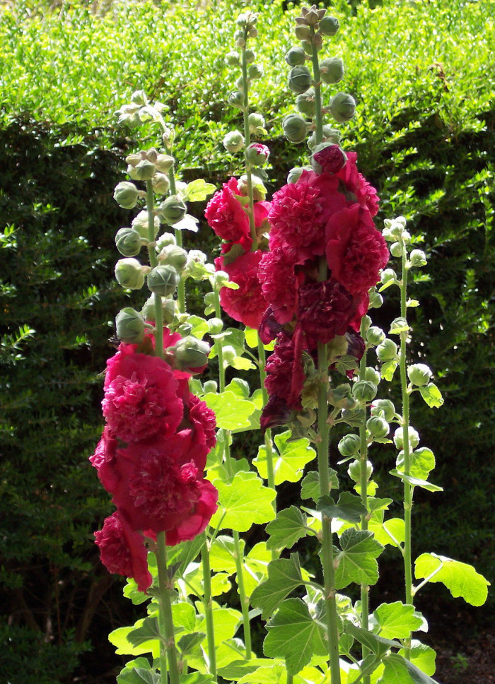 겹접시꽃 - Alcea rosea, Althaea rosea