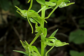 구름제비란 - Platanthera ophrydioides F.Schmidt