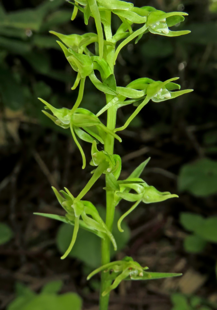 구름제비란 - Platanthera ophrydioides F.Schmidt