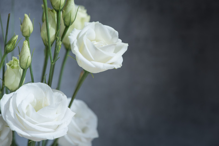 리시안서스 - Eustoma Lisianthus, Eustoma grandiflorum (Raf.) Shinn,