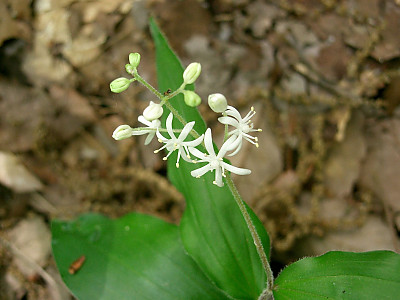 풀솜대 사진 - Smilacina japonica A.Gray var. japonica Photos
