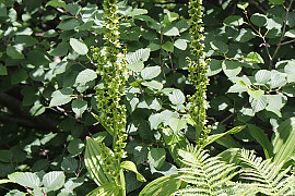 관모박새 - Veratrum alpestre Nakai