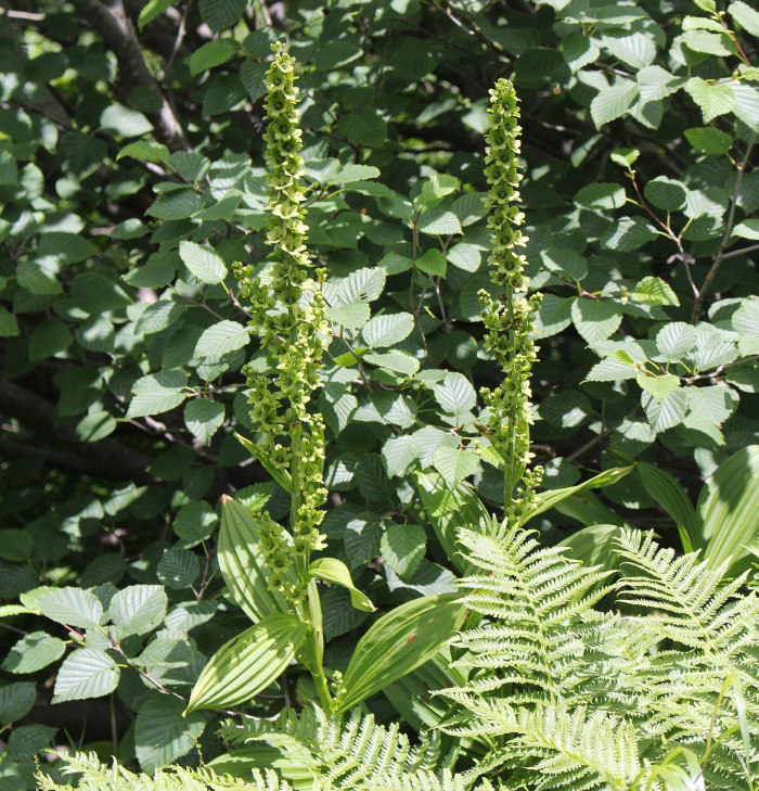 관모박새 - Veratrum alpestre Nakai