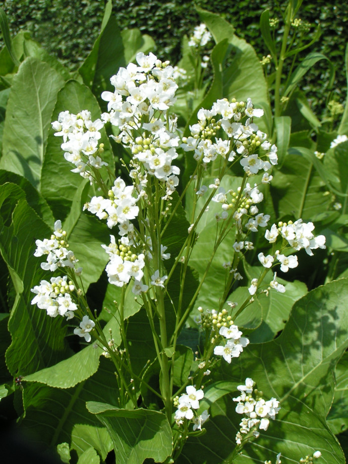 겨자무 - horeseradish, Armoracia rusticana P.G.Gaertner