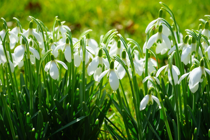 스노우드롭 - Snowdrop, Gay flower, Galanthus nivalis