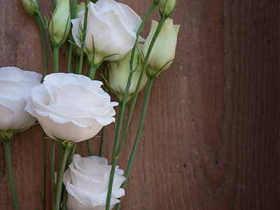 리시안서스 사진 - Eustoma grandiflorum (Raf.) Shinn, Photos