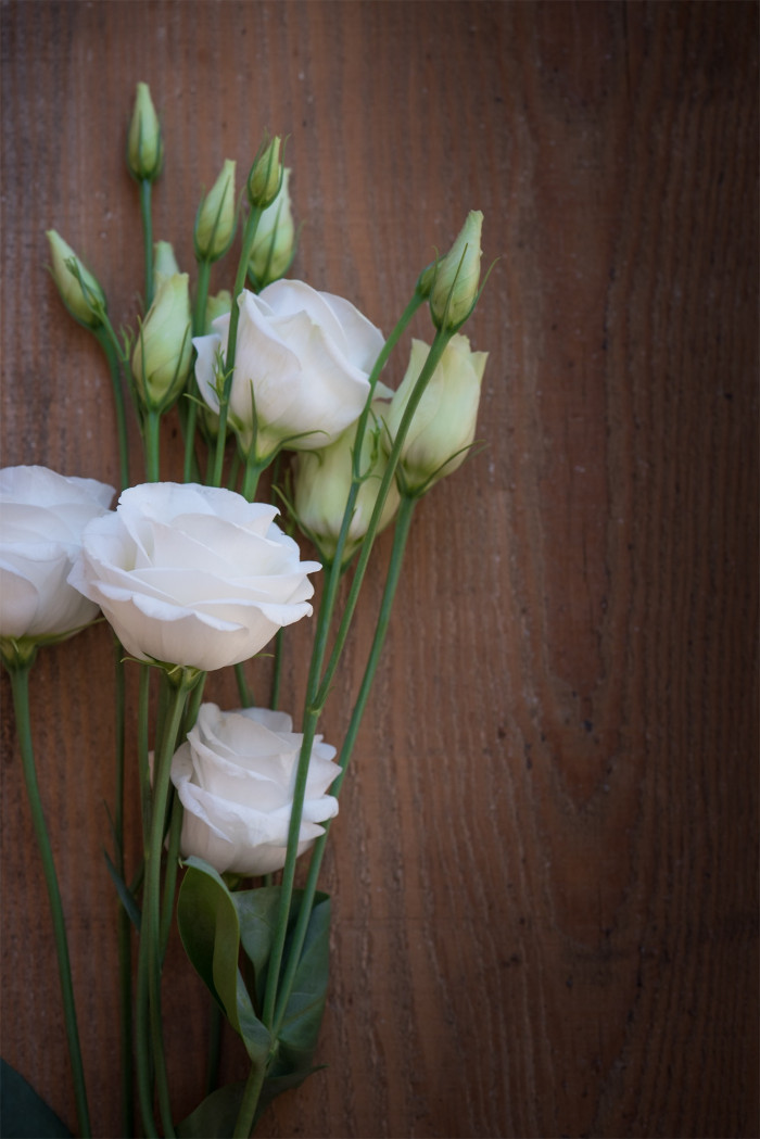 리시안서스 - Eustoma Lisianthus, Eustoma grandiflorum (Raf.) Shinn,
