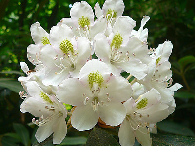 흰철쭉 사진 - Rhododendron schlippenbachii Maxim. for. albiflorum (Uyeki) T. B. Lee Photos