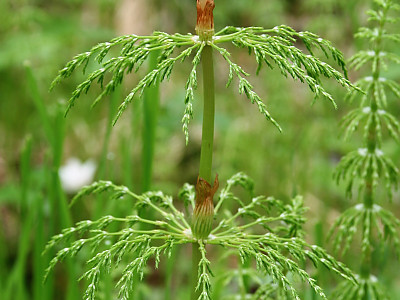 능수쇠뜨기 사진 - Equisetum sylvaticum L. Photos