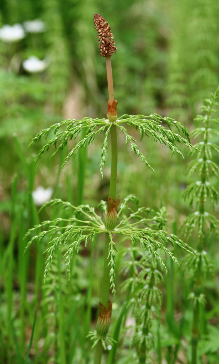 능수쇠뜨기 - Equisetum sylvaticum L.