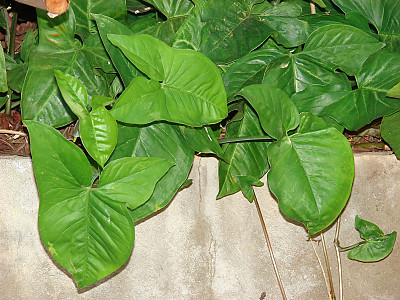 싱고니움 사진 - Syngonium podophyllum Photos