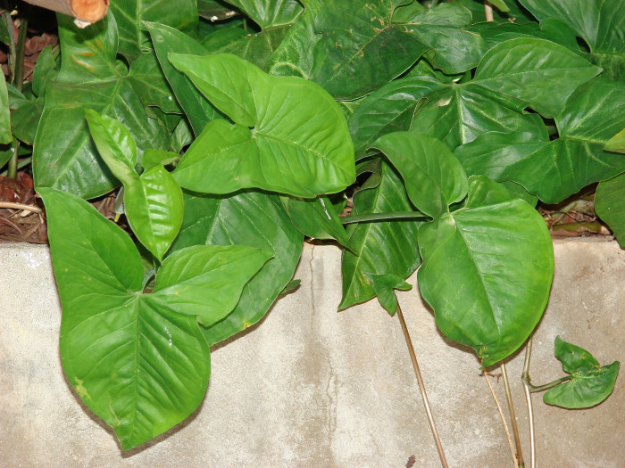 싱고니움 - Arrowhead vine, Syngonium podophyllum