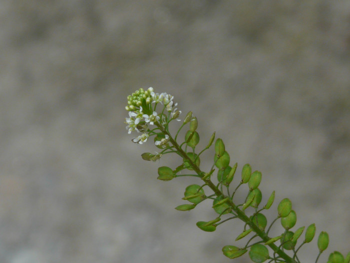 큰다닥냉이 - Garden cress, Lepidium sativum L