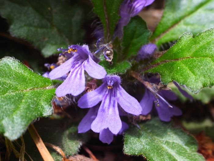 금창초 - Ajuga decumbens Thunb.